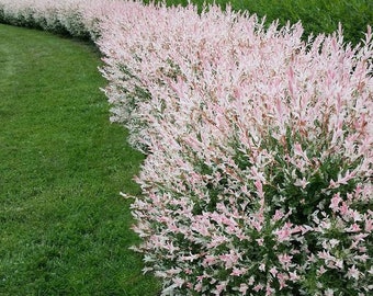 SUPER SALE salix integra 'Hakuro-Nishiki Dappled Willow Tree Bush Shrub Privacy Fence Live Plant Pot Privacy Screen Wall Panel Outdoor Plant