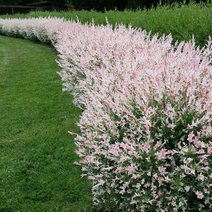 SUPER SALE Salix Integra 'hakuro-nishiki Dappled Willow Tree