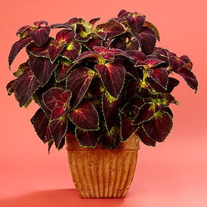 May include: A potted plant with dark red and green leaves. The plant is in a terracotta pot with a textured surface.
