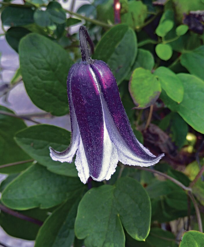 Clematis Blue Bells Flowers Vine Starter Plant (live Plants) Rooguchi -  Etsy Finland
