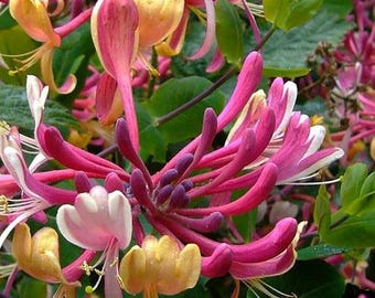PRE-ORDER SALE - Serotina Honeysuckle Vine Multi-Colored Flowers