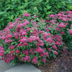 Hot Pink Spiraea Bush Cuttings Fresh Fragrant Flowers Plant Cut on Order.  Zones 3-8 Best.  May be dormant Winter thru Spring