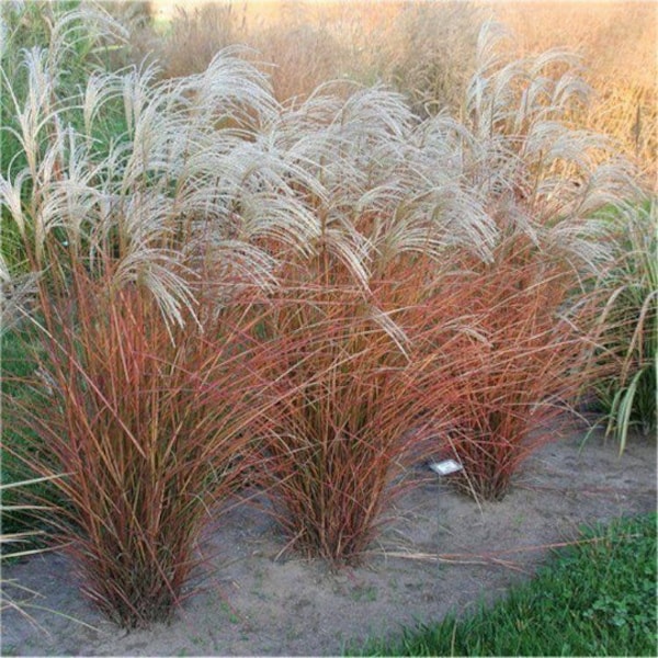 FIRE Grass Graziella White Plumes Miscanthus sinensis Red Orange Fall Color Perennial Ornamental 1 Live Plant Clumping Fast Growing Plants