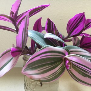 Pode incluir: Um close-up de uma planta de interior com folhas listradas de rosa e verde. A planta est&aacute; em um pote de vidro transparente.