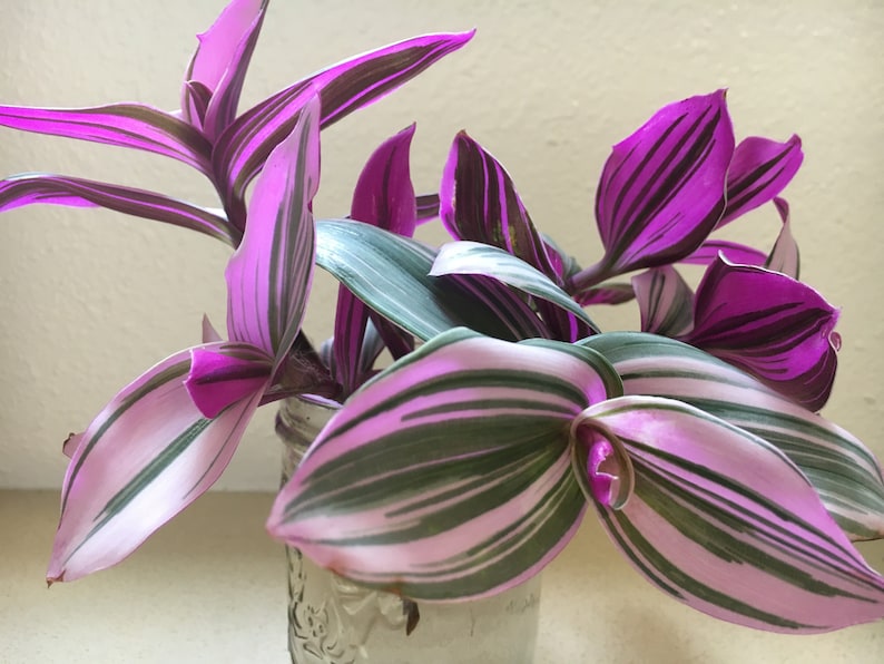Pode incluir: Um close-up de uma planta de interior com folhas listradas de rosa e verde. A planta est&aacute; em um pote de vidro transparente.