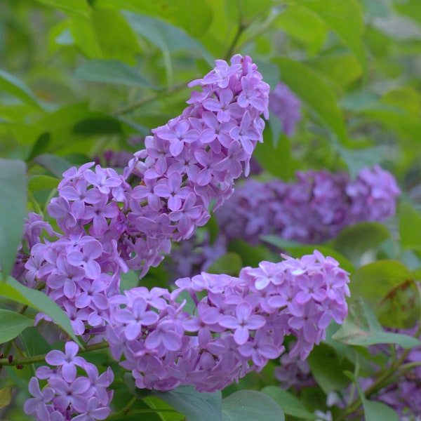 Purple Lilac Cuttings Fresh Fragrant Flowers Plant Cut on Order.  Zones 3-8 Best.  May be dormant Winter thru Spring