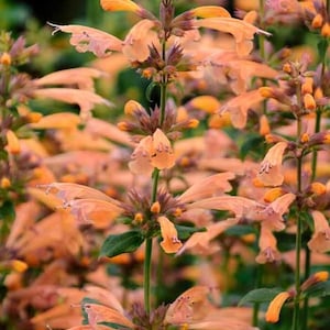 May include: A close-up of a cluster of orange flowers with green leaves. The flowers are in bloom and have a delicate, bell-shaped appearance.