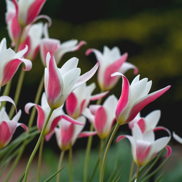 Pink Lady Bulbs Etsy