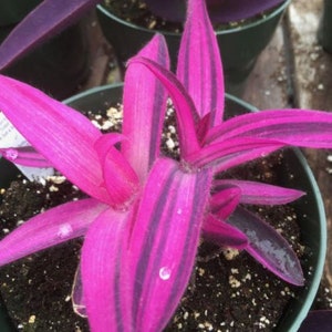 Pode incluir: Uma planta de Tradescantia pallida, tamb&eacute;m conhecida como Cora&ccedil;&atilde;o-roxo, num vaso verde. A planta apresenta folhas magenta marcantes com listras roxas escuras e algumas gotas de &aacute;gua. &Eacute; uma planta ornamental popular.