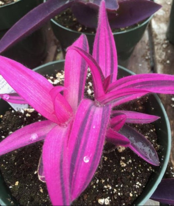 Hot Pink Stripes Tradescantia Variegata Pallida House Plant indoor small starter