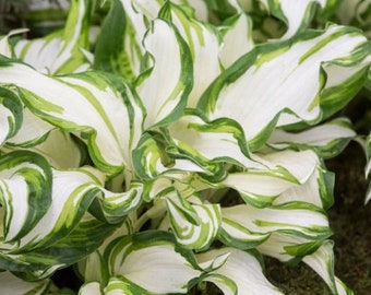 Hosta Mediovariegata One Live Plant Perennial root bulb rhizome White Center with Lime Green Streaks (dormant after Nov1st)