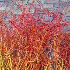 Cuttings Scarlet Curls Corkscrew Weeping Willow Tree Salix Fresh Cut Flower Stems Upon Order No Roots Rare Plants