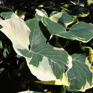 Alocasia Stingray Variegated - Etsy