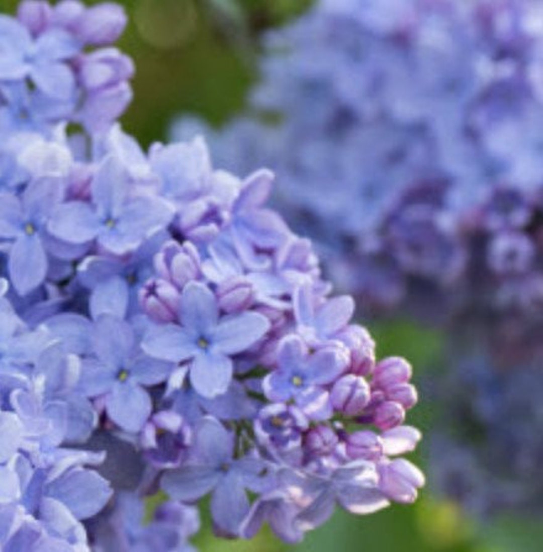 Blue lilac deals