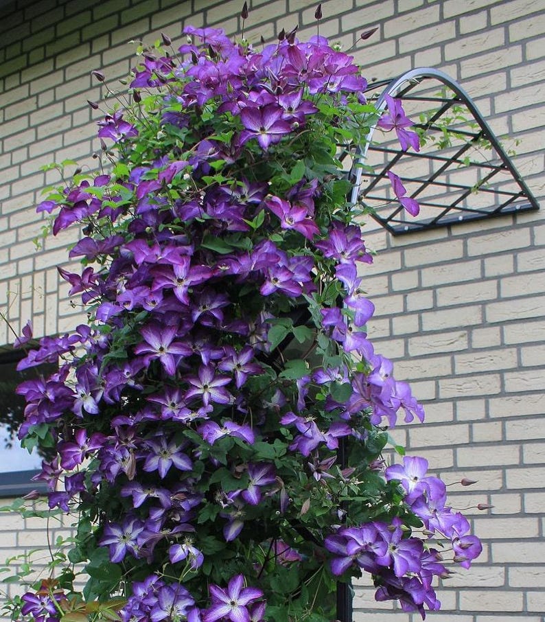 White and Purple Clematis Venosa Flowers Vines Climbing Plants Starter