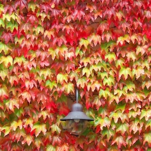 May include: A wall covered in vibrant autumn leaves, showcasing a mix of red, green, and yellow hues. A vintage-style outdoor lamp is mounted on the wall, adding a touch of classic design to the natural scene.