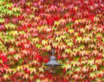 2 Pack - Boston Ivy Live Perennial Vine Plant Zone 4-9 Colorful Fall Foliage