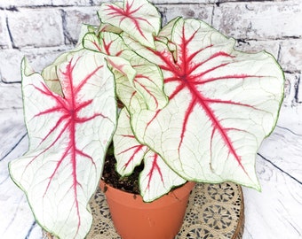 White Queen Plant Caladium Flower Bulb PPP Plants - Stunning Easy To Grow Perennial Flower - Pink Beauty