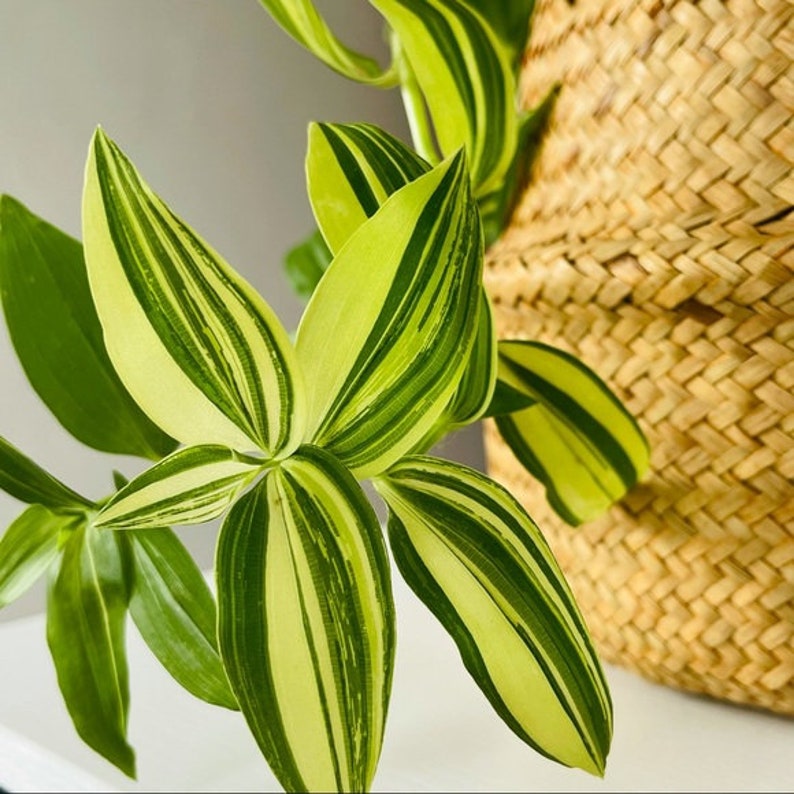 Tradescantia Fluminensis Variegata House Plants Live Plant Etsy