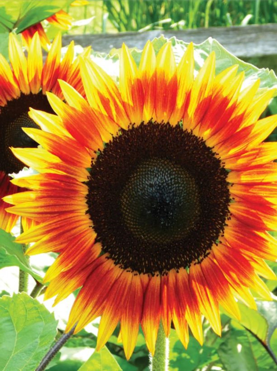 Sunflower Seeds Firecracker Beauty Flowers Organic Flower Seed USA