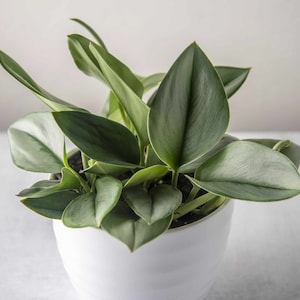 Sterling Silver Pothos Houseplant Live Plant