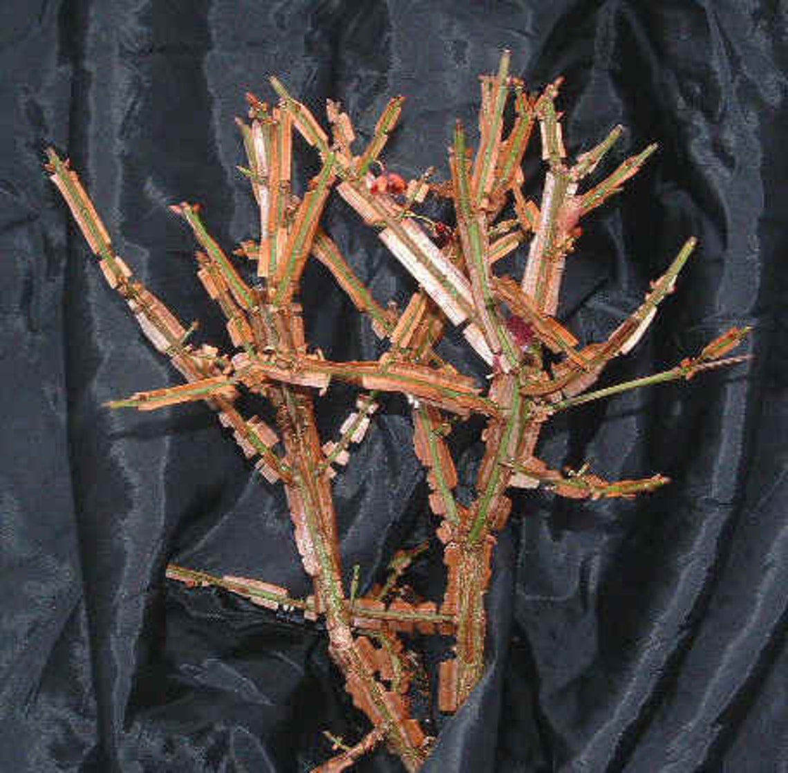 Burning Bush Cuttings Live Plant Perennial Shrubs Landscaping Etsy