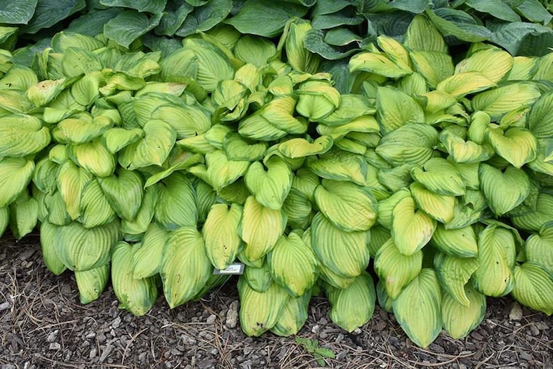 SerenityGrounds Hosta Stained Glass