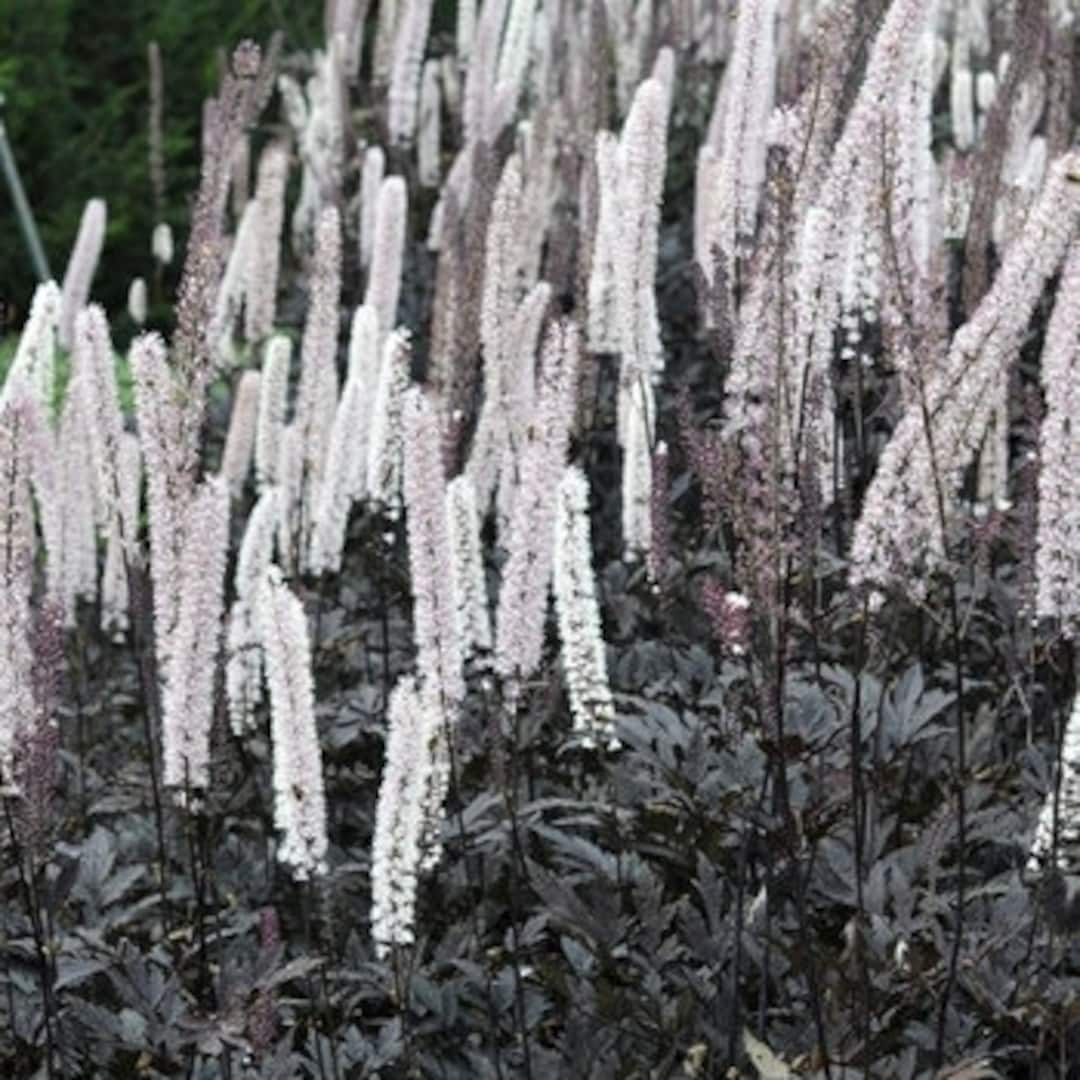 Black Negligee Actaea Bugbane Perennial Plants White Flower Spikes