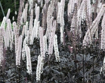 Black Negligee Actaea Bugbane Perennial Plants White Flower Spikes Reaching 6' Feet Tall