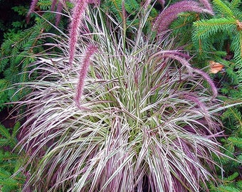 Cherry Sparkler Fountain Grass Pennisetum xadvena Perennial Ornamental 1 Live Plant Clumping