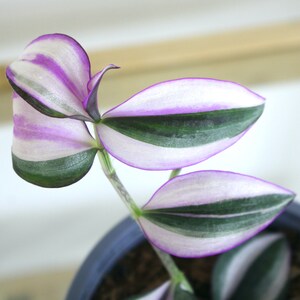 Tradescantia Zebrina Quadricolor House Plants Live Plant potted 2.5 x 4 inch pots Silver Inch Plant Wandering Jew Rare image 2