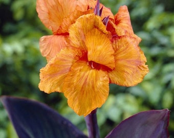 Canna Lily Wyoming Tropical Looking Plant For Landscaping (Live Plant) Bulb Rhizome Tuber Dark Purple Leaf