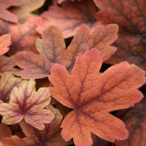 May include: Close-up of several coral-colored leaves with a textured surface and dark red veins. The leaves have a maple leaf shape and are in various stages of maturity, with some showing hints of yellow and green.