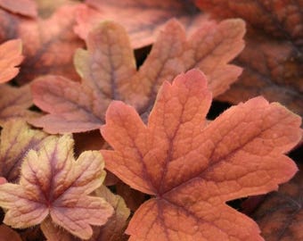 Sweet Tea Heuchera with Flowers Perennial Live Plant Plant Coral Bells