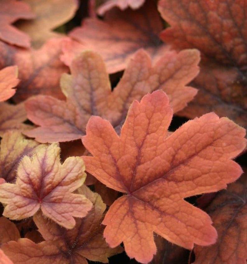 May include: Close-up of several coral-colored leaves with a textured surface and dark red veins. The leaves have a maple leaf shape and are in various stages of maturity, with some showing hints of yellow and green.
