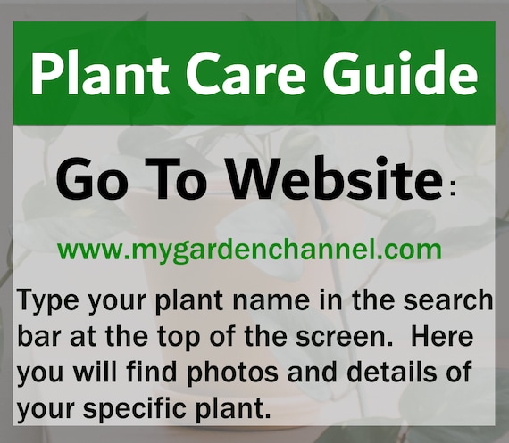 Goldfish House Plant Small Starter Plants Succulents with Orange Flowers Easy Fast Growing Plants