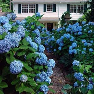 Penny Mac Blue Hydrangea Plant Live Landscaping Plants Perennial Shrubs image 1