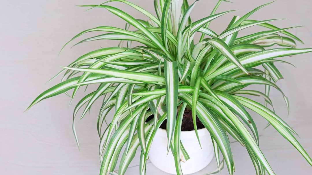 Variegated Spider Plant Starter Spider Babies House Plants - Etsy