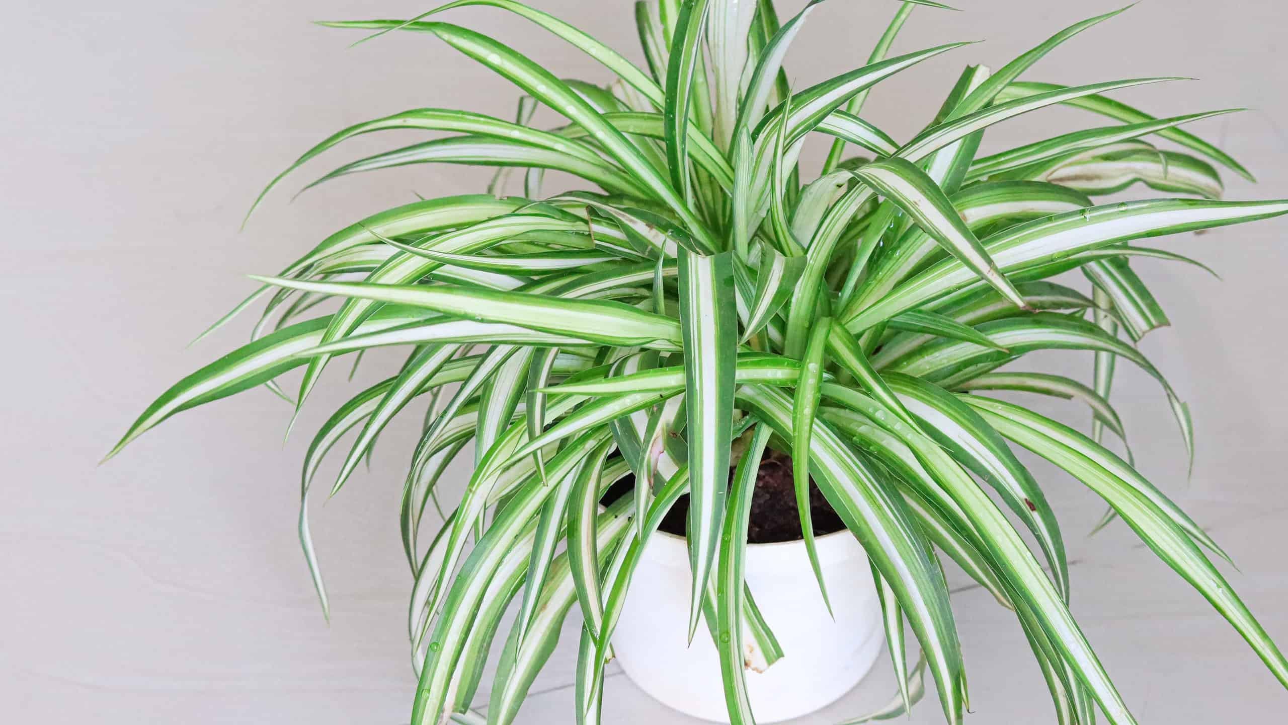 Variegated Spider Plant Starter Spider Babies House Plants Live Variegated houseplants SAFE FOR PETS