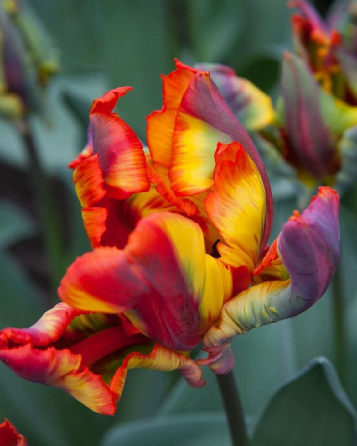 Rasta Tulip Bulbs Flowers Rare Parrot Tulips Rainbow Colored Etsy