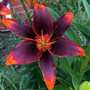 Black Lily Asiatic 'Forever Susan' Dark Eyes Flowers lilies Perennial Flower Live Plants RARE zone 3-9