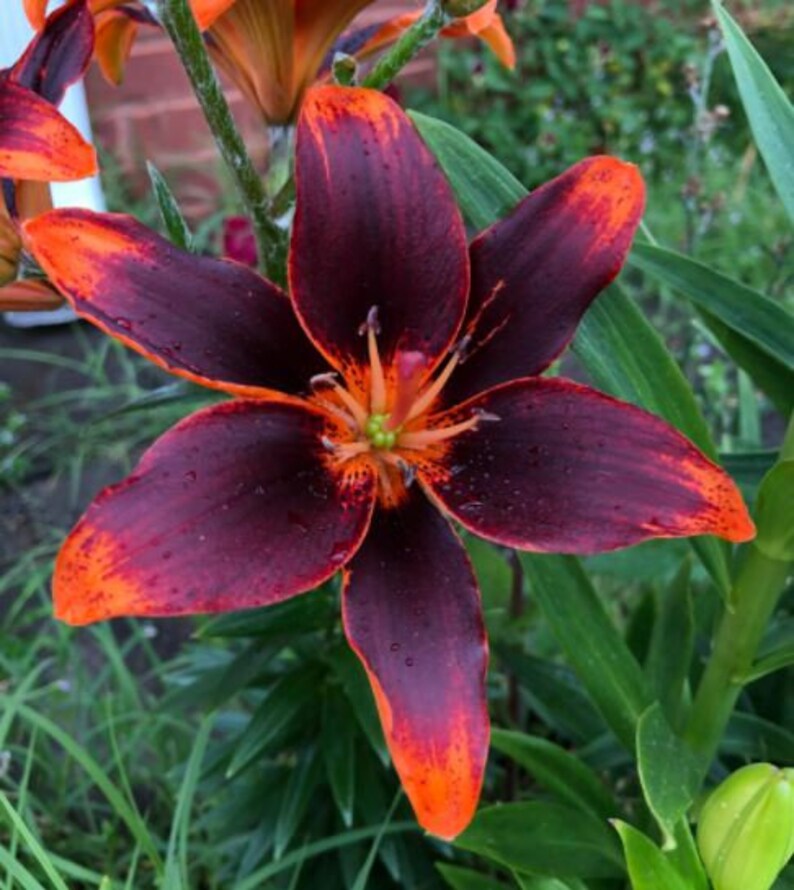 Black Lily Asiatic 'forever Susan' Dark Eyes Flowers Etsy