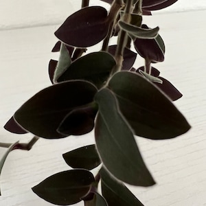 3 Rare Fuzzy Mini Baby Bunny Bellies Cuttings Tradescantia House Plants Wandering Jew Houseplants (Small Variety) Dark Purple Green
