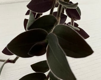 Potted Rare Fuzzy Mini Baby Bunny Bellies Tradescantia House Plants Wandering Jew Houseplants (Small Variety) Dark Purple Green