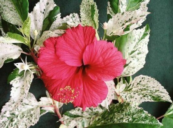 Variegated Snow Queen Hibiscus White and Green Leaves With Red