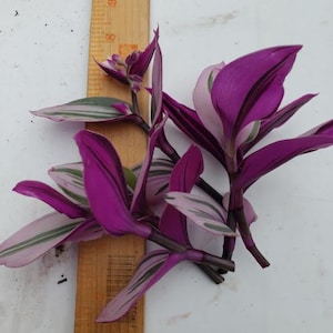 Pode incluir: Um cacho de folhas listradas de roxo e verde com uma r&eacute;gua de madeira para escala.