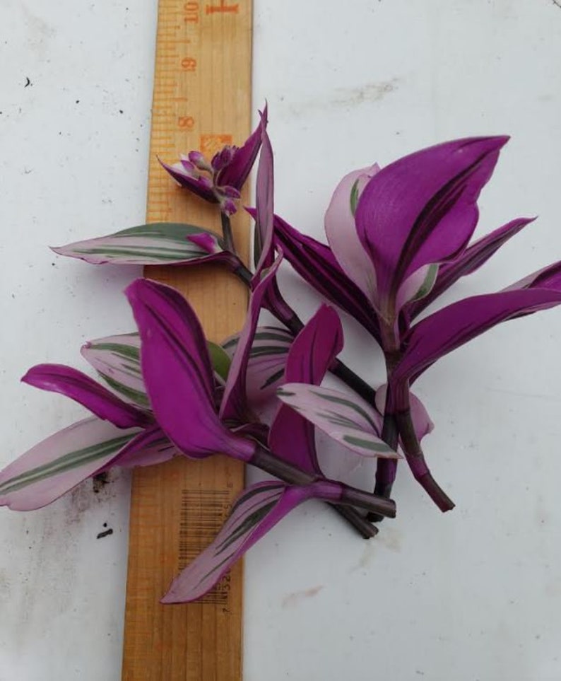 Pode incluir: Um cacho de folhas listradas de roxo e verde com uma r&eacute;gua de madeira para escala.
