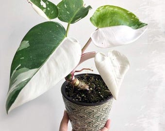 PRE-ORDER SALE - White Wizard Philodendron House Plants Rare Live Plant  Exotic - Etsy