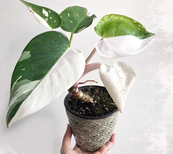 PRE-ORDER SALE - White Wizard Philodendron House Plants Rare Live Plant  Exotic - Etsy