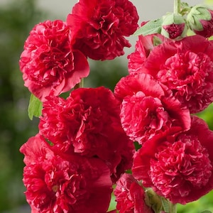 May include: Close-up of a cluster of deep red hollyhock flowers with ruffled petals.